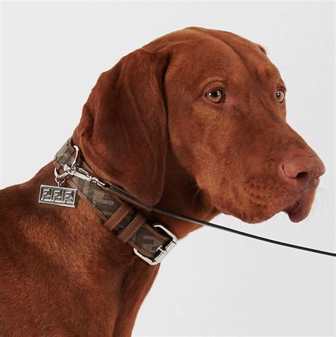 fendi harness and leash set|14 Luxury Dog Collars By High.